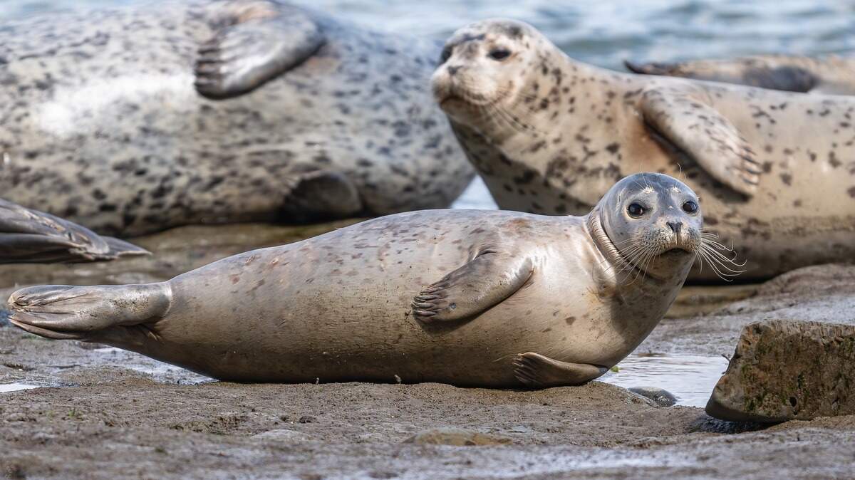 A seal pup lounges at Tacoma’s Owen Beach in April 2024. Parks Tacoma is starting a new program where volunteers monitor seals to protect them from predators and human encroachment. A seal pup lounges at Tacoma’s Owen Beach in April 2024. Parks Tacoma is starting a new program where volunteers monitor seals to protect them from predators and human encroachment.